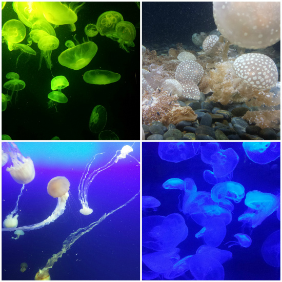 Jelly Fish in the S.E.A. Aquarium